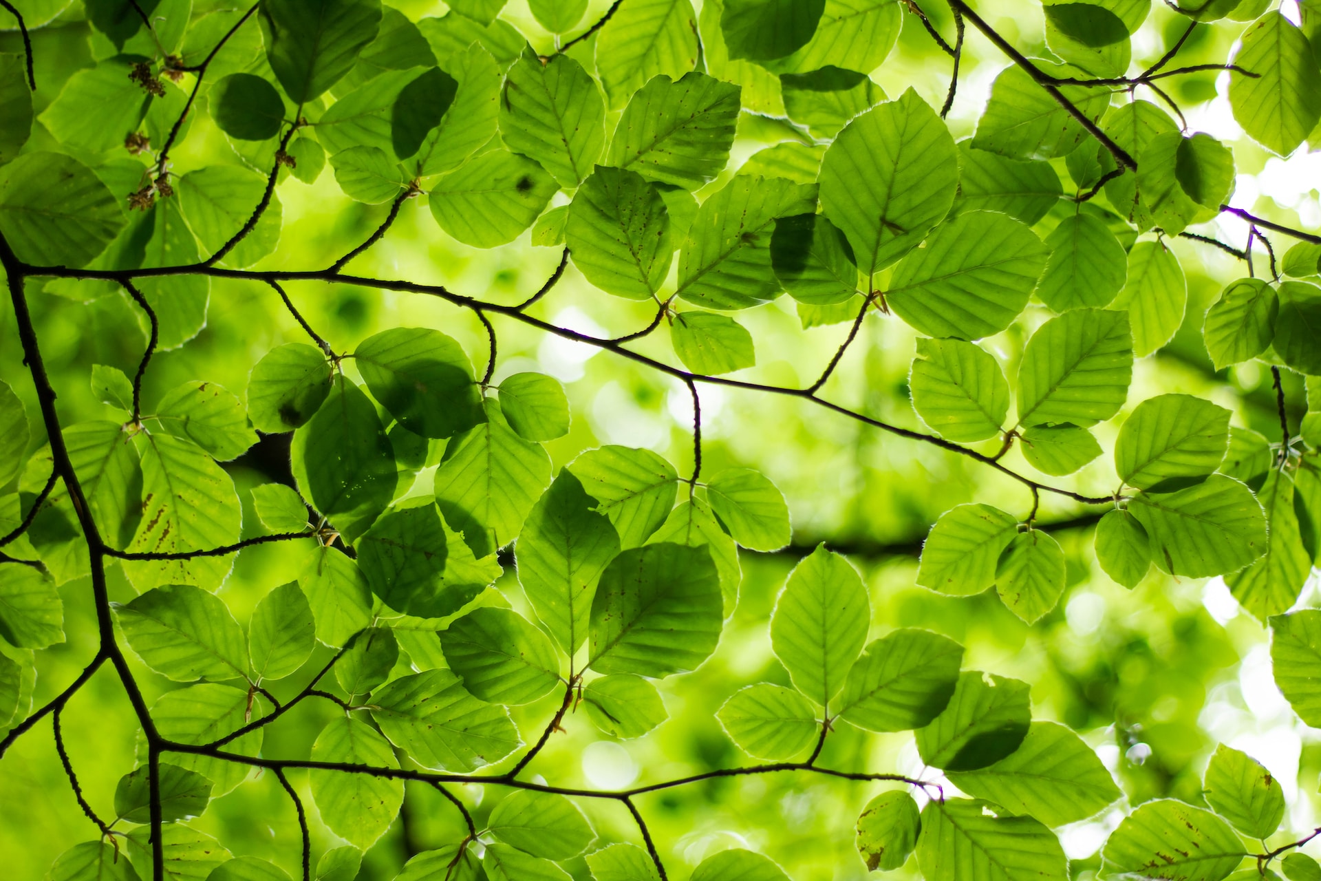 My ever greener lifestyle. Image of green leaves in sunlight.