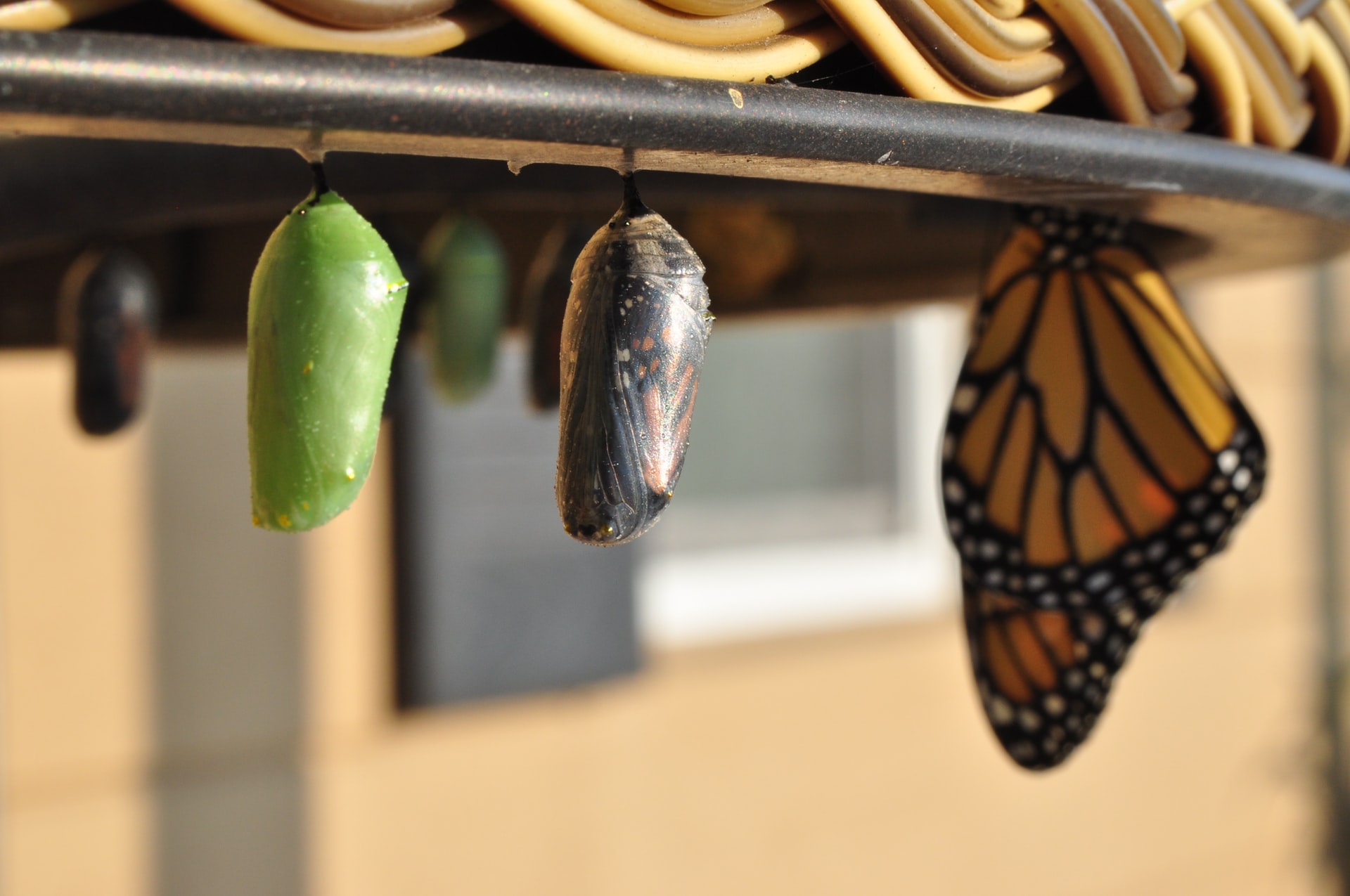 butterfly molting