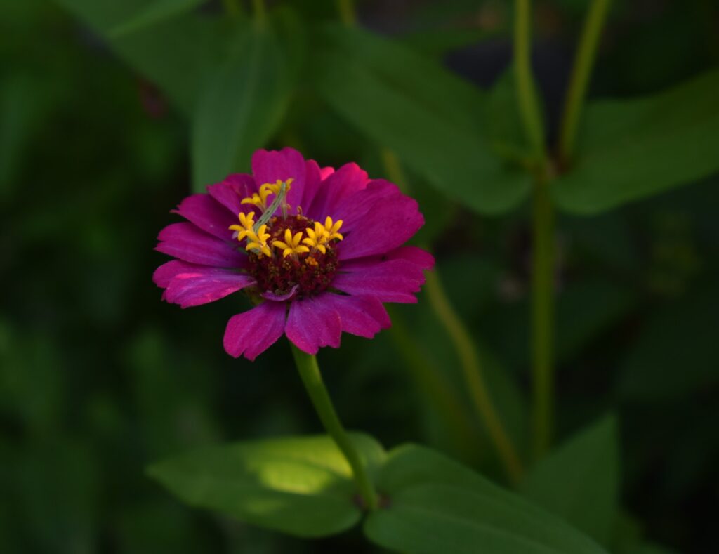 How to Inch Towards Your Ideal Day. Image of an inchwork on top of a purple flower.
